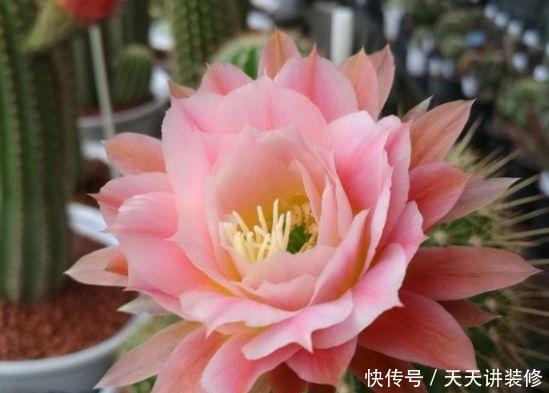  [图片作者]15种超级好养的花，不死鸟居然不是第一，“养花杀手”们试一试吧