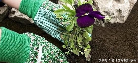  『情况下』养花种草换土该如何消毒杀菌？3个小方法，操作简单、减少虫害