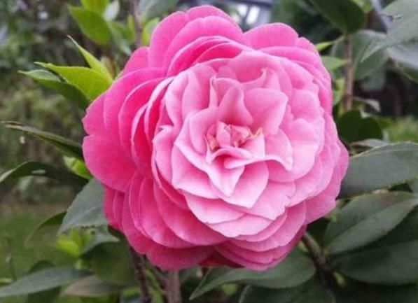 『喜欢』4种花:花朵大、颜色艳,一年四季开花不断,你一定会喜欢!