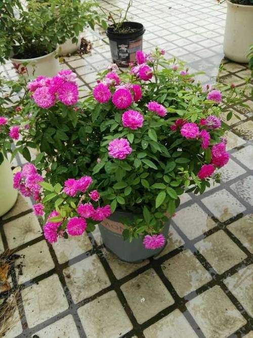  『值得』此种开花植物，四季都花开，比兰花还香，可盆栽种植，很值得拥有