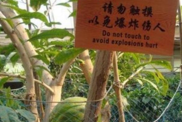  『破坏性』中国“最暴躁”的树，破坏性极强，百米之内无人敢接近