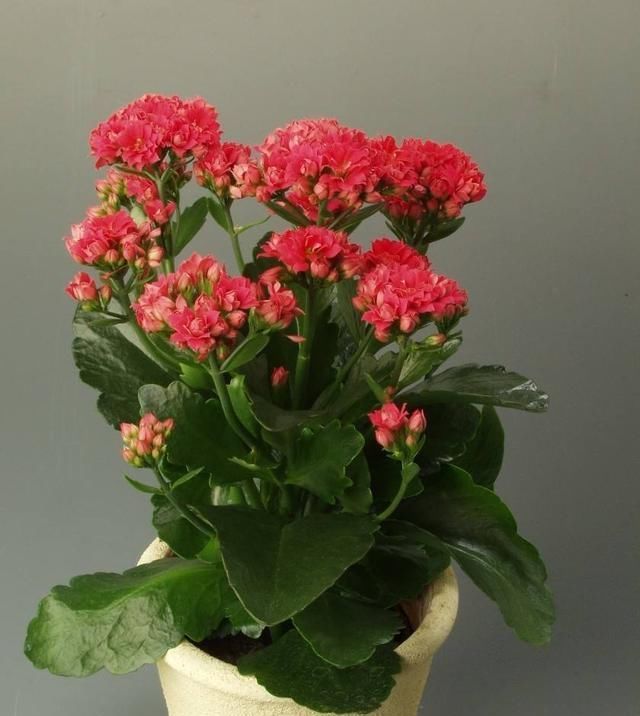  [花苞]长寿花蟹爪兰喝点“肥水”,花苞挂满枝头,长势喜人!
