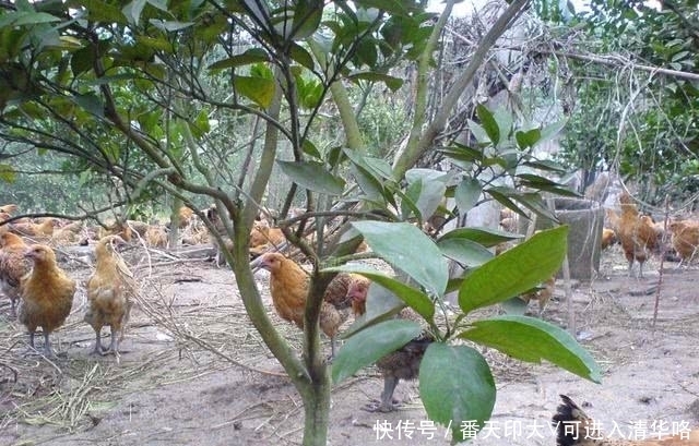  #沦落#养了就赔！火爆全国的果园养鸡，为何会沦落成这样？果农