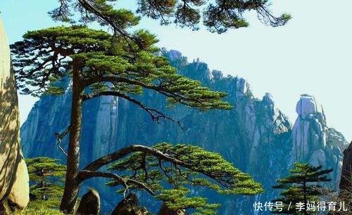 中国千年古树有多少棵?你游历过几颗呢?五大古树名木为你推荐