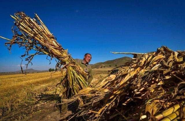 农民朋友，别再喊提高粮价了，只要这个提高了，粮食免费都行