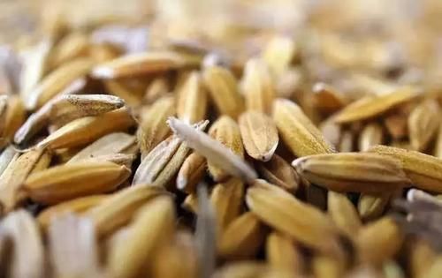  [草鱼]教你简单的谷子饵料，专钓大草鱼和大鲤鱼