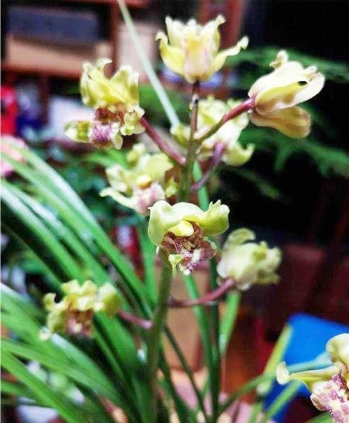  【花型】一种被低估的兰花，花型饱满，获奖无数，曾天价一苗，值得珍藏