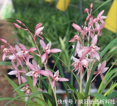 「养护」此花适合现在养,一年多季节开花,满屋都是花香,美极了!