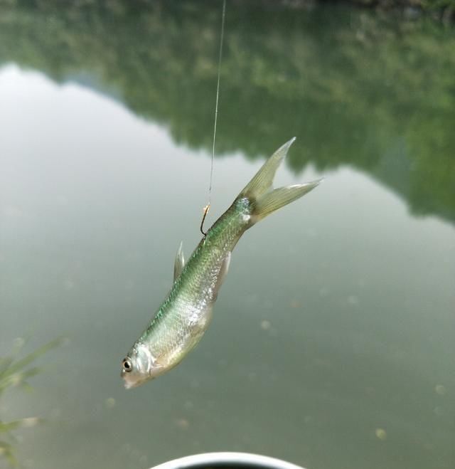  [告别]告别清明连绵雨，迎来初春艳阳天 不去岂冤？