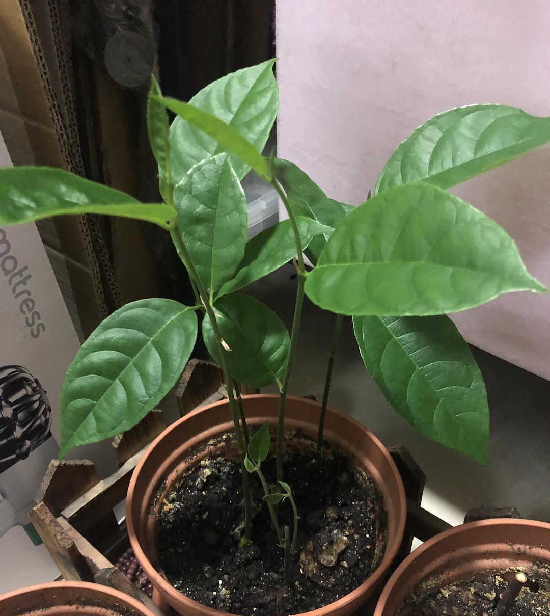  『盆栽』菠萝蜜盆栽技术,菠萝蜜盆栽技术知识