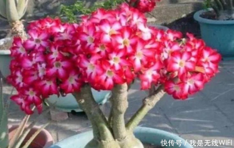 养护|4种花爱开花,一开就是300多天,花朵漂亮,美爆阳台!