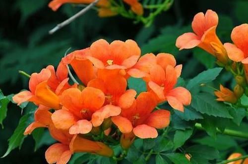 [喜欢]喜欢菊花，就养盆“菊中精品”桃山带归，似春日桃山，灿若红云