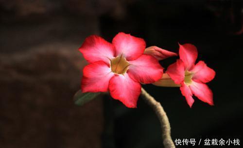 『开爆』3种花种在阳台美爆了，一开就是快一年，新手也能花开爆盆！