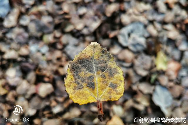 一张叶子照片引发质疑，看完拍摄经过，网友大喊“骗子”