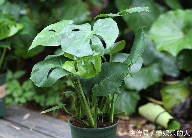 『家里』家里养“3种花”,再喜欢也别搬去“晒太阳”,否则黄叶不断!