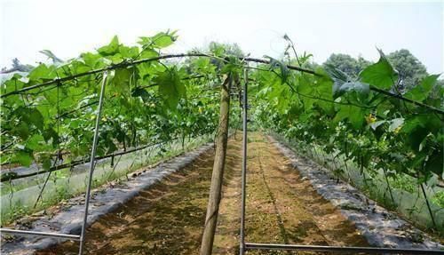  「高产」它可食用可家用，出口量大，种植成本低，收益渠道多，不愁不赚钱