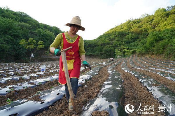  『辣椒』贵州大方：“五一”不休假全力以赴做好“菜篮子”工程