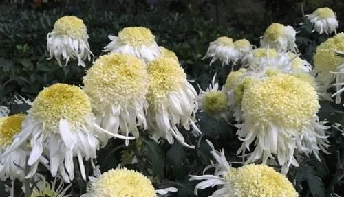 『雍容』喜欢菊花,就养盆“菊中珍品”白托桂,花叶洁白如玉,雍容端庄