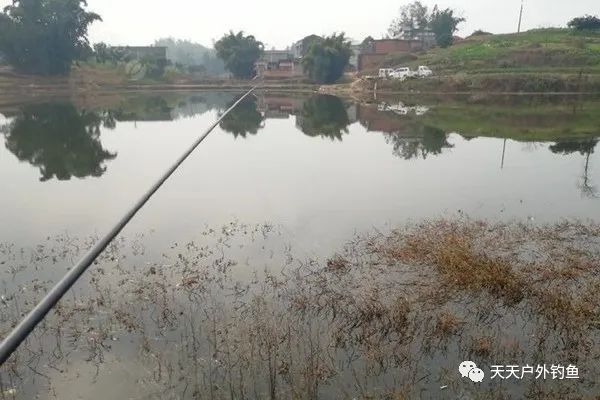  朝天钩|惊蛰过后钓浅滩，还是这种钓法最给力，大板鲫连竿不是难事