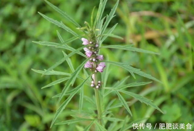  「药用价值」一种无人不晓的野草，农民挖它一斤卖7元，晒干后价