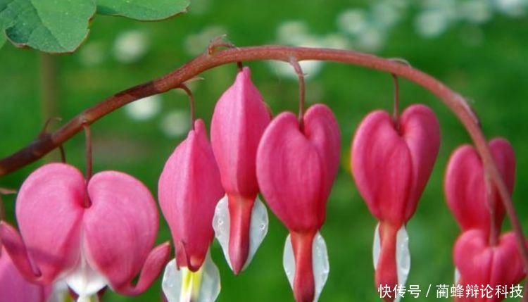  『适合』“3种花”很适合阳台养，花香四溢，开花旺，有种初恋的感觉！