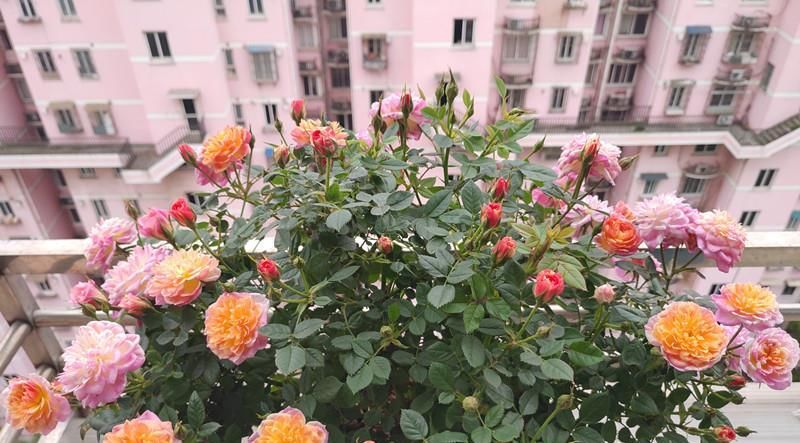  拥有■此盆栽花期超长，四季有花开，一树多色花，好养易成活，值得拥有