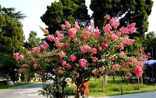  『花卉植物』立夏阶段“花怕热”，种上8种“耐夏花”，都比太阳花美、还好养