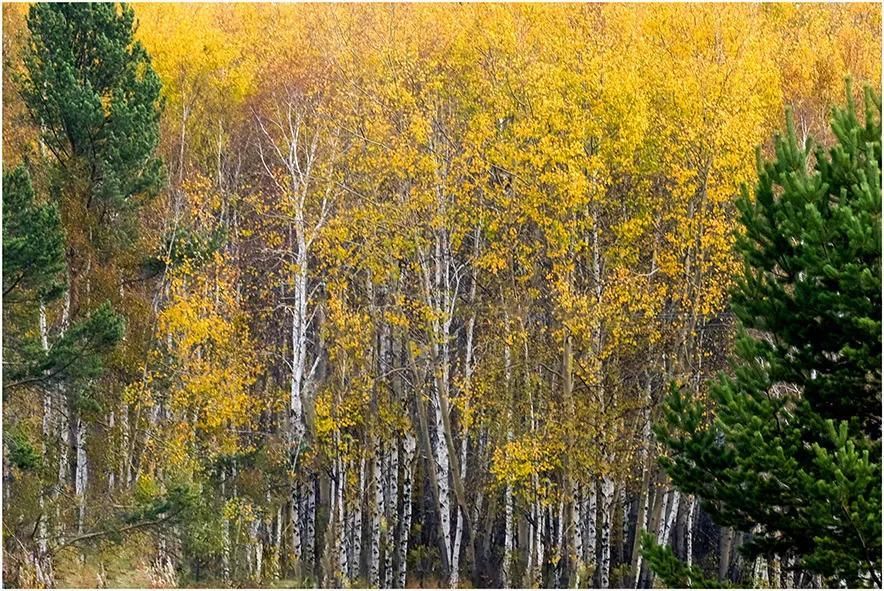 再过半个月,贝加尔湖的秋简直要逼疯摄影师!