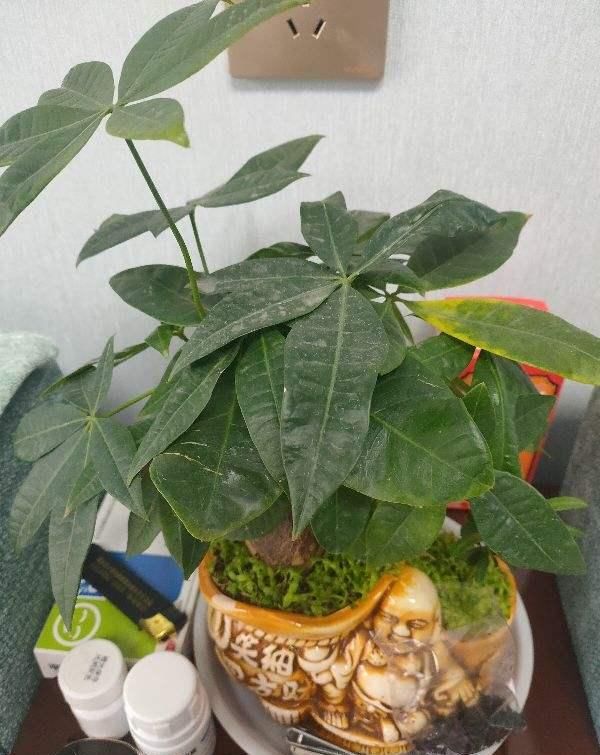  [怕水]这花最怕水，一浇就烂根，旱一旱反而枝繁叶茂！