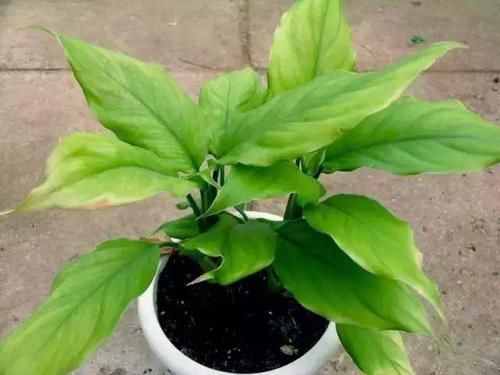 「发财树」8种四季常绿的植物,出差一个月回来还长得很好