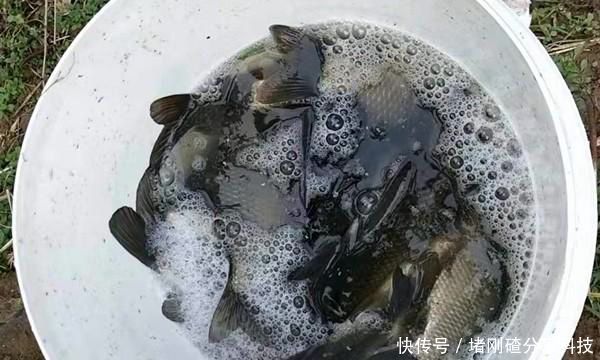 #常用#清明过后鲫鱼应该这样钓,几个常用老套路,让你轻松钓到的大鲫鱼