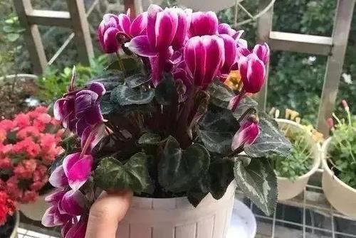  开成：仙客来“爱打蔫”？绕开3个坑，开成“花蝴蝶”