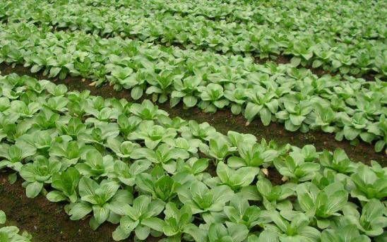  [存活率]你不知道怎么种卷心菜。事实上，你可以用这种方法种植卷心菜。学得快