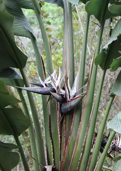  『独具』独具热带风情的植物，清凉叶子中的灿烂花儿
