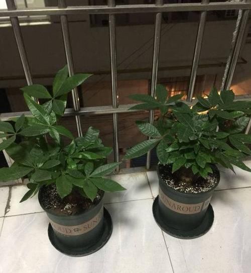 养好:养好发财树,这几个“细节”要注意,不能疏忽,小心黄叶子