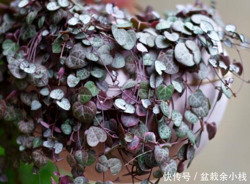 阳光:卫生间放4种“吸味盆栽”,不仅除异味还杀菌,绿意盎然生机旺