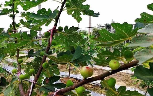  当年■种下当年即可挂果，采摘期长达半年，很多人跟风做采摘园