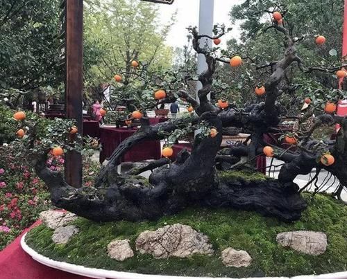  植物■陈大妈养了“盆景树”，放室外“8年”，1盆价值上万，价值高！