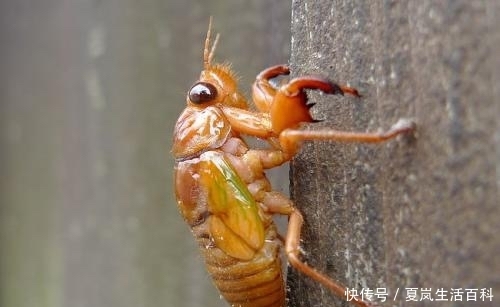 农村常见的知了猴真的能吃吗为什么蚂蚁从来不吃知了猴