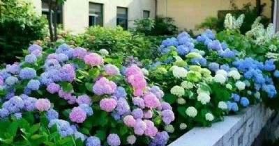  「一大」选购绣球花？只选对的，不买贵的，4步走捷径，小苗开花一大簇
