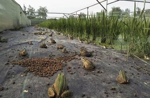 举报：开明市场有人“明目张胆”卖青蛙？！监管部门：没事