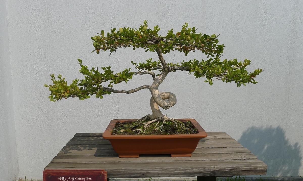  「漂亮」5种寿命最长的木本植物，长势强易管理，开花漂亮，可当传家之宝
