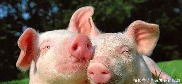  养猪|保健养猪母子一体化方案的挑战指标，等你来战！
