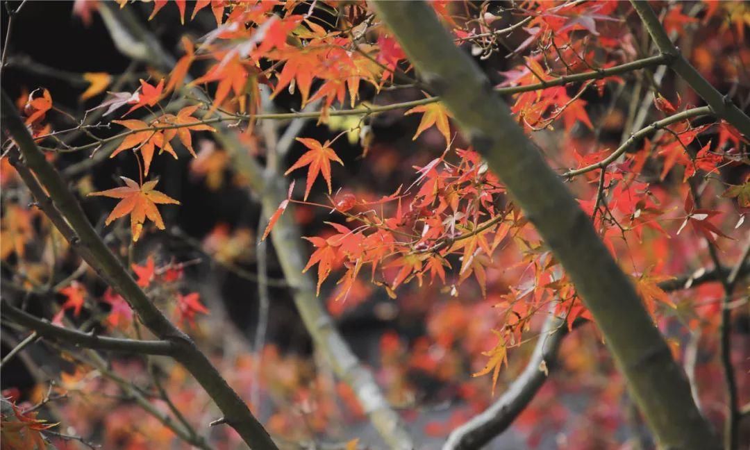 无锡高新区赏叶地图，这里藏着你不知道的最美秋色
