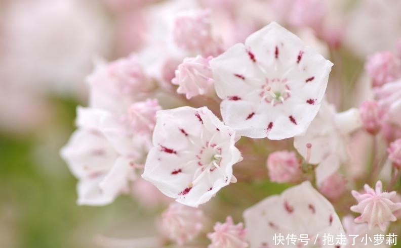 『别致』山月桂开花别致。天生丽质期望语