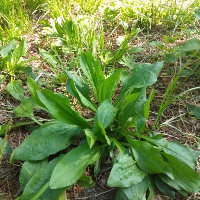 「山野菜」东北大山里的山野菜,你见过的有几种,能说出来吗