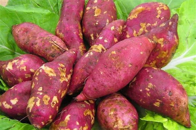 难道八月份真的适合种植红薯吗？这里告诉你答案！