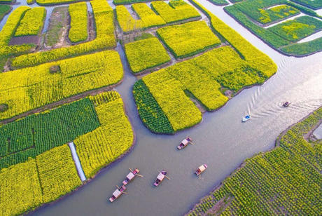 中国这些地方即将花开成海！错过又再等一年！诗情画意值得记忆！