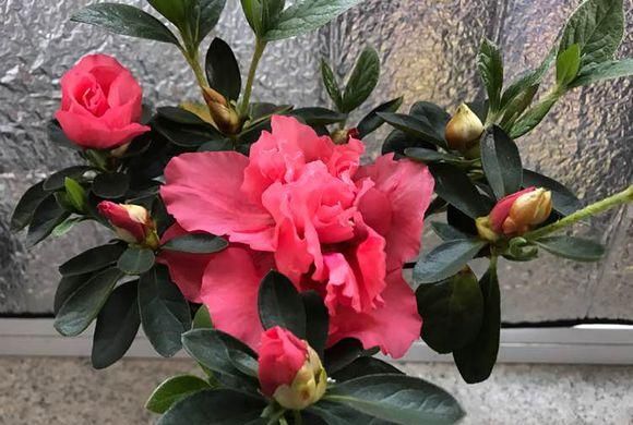 【土壤】养护杜鹃花,五个小技巧能要掌握,四季都能开,新手照样养爆盆