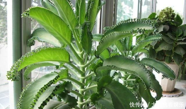 「豆瓣绿」这些盆栽,别花钱买,剪个叶子,沾土就生根,一年爆出十几盆
